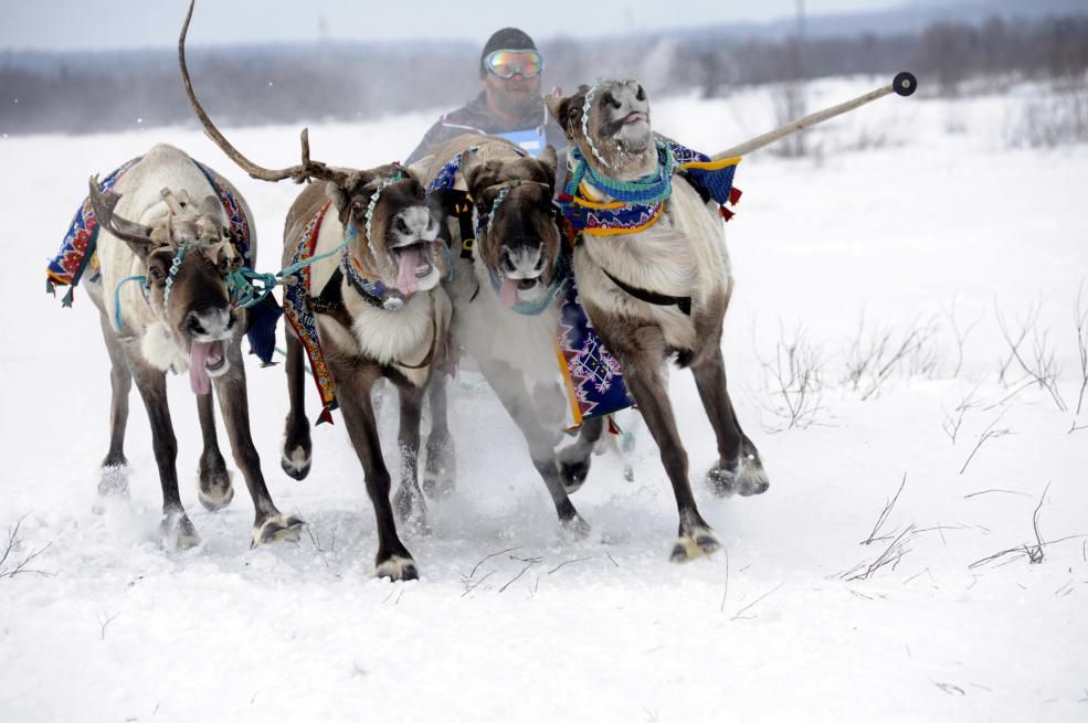 Reindeer Herder&amp;#039;s Day