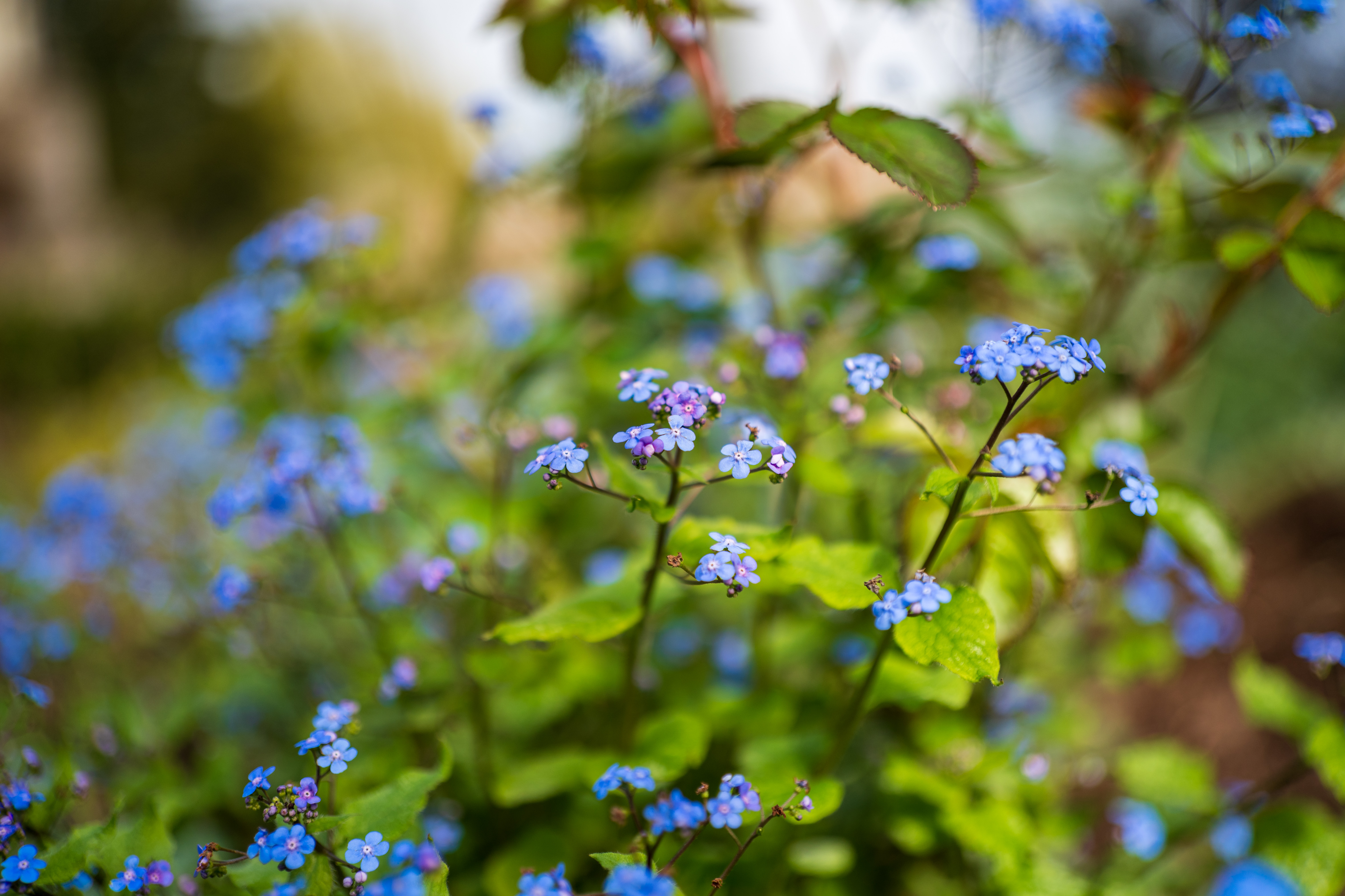 Viltrox AF 35mm f/1.8 Evo II sample shot