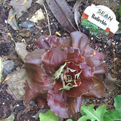 Radicchio Growing In The Garden With A Label
