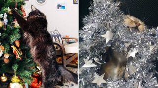 cats vs Christmas trees