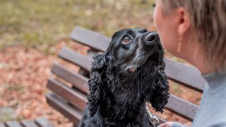 Black Cocker Spaniel sitting on the bench outdoors in the park with owner