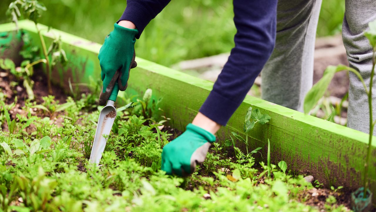 Woman weeding vegetable garden