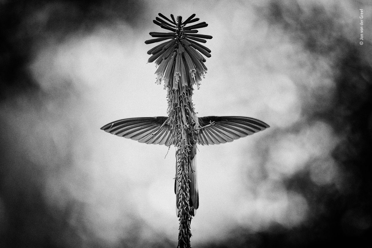 The vision by Jan van der Greef, The Netherlands, Winner 2018, Black and White