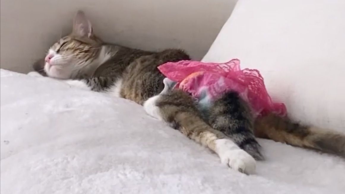 Diaperwearing disabled cat goes straight to the heart of millions on Instagram PetsRadar