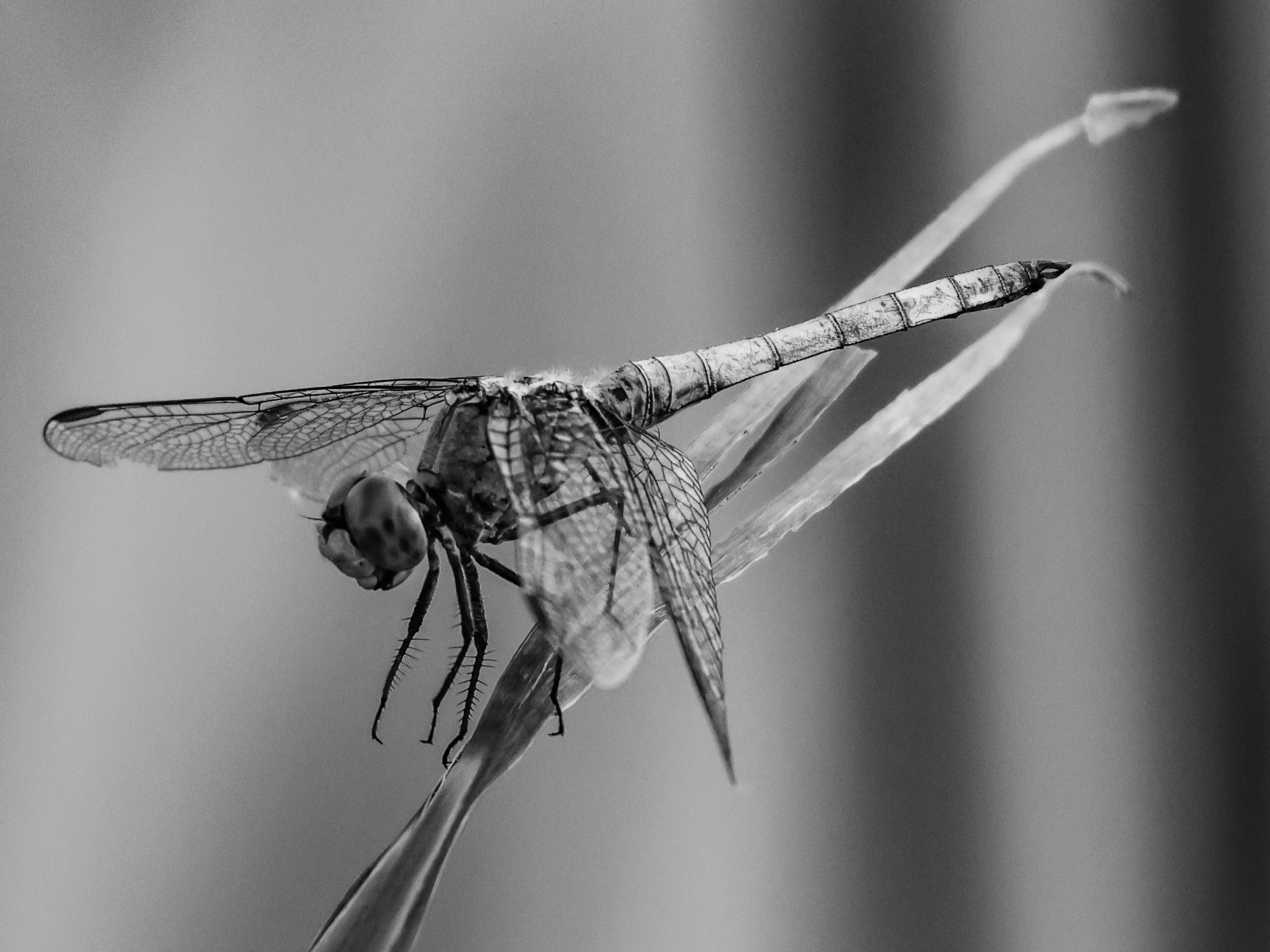 GuruShots - Monochrome Moments Jan 26