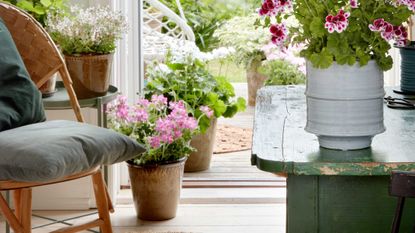 outdoor plants inside a house