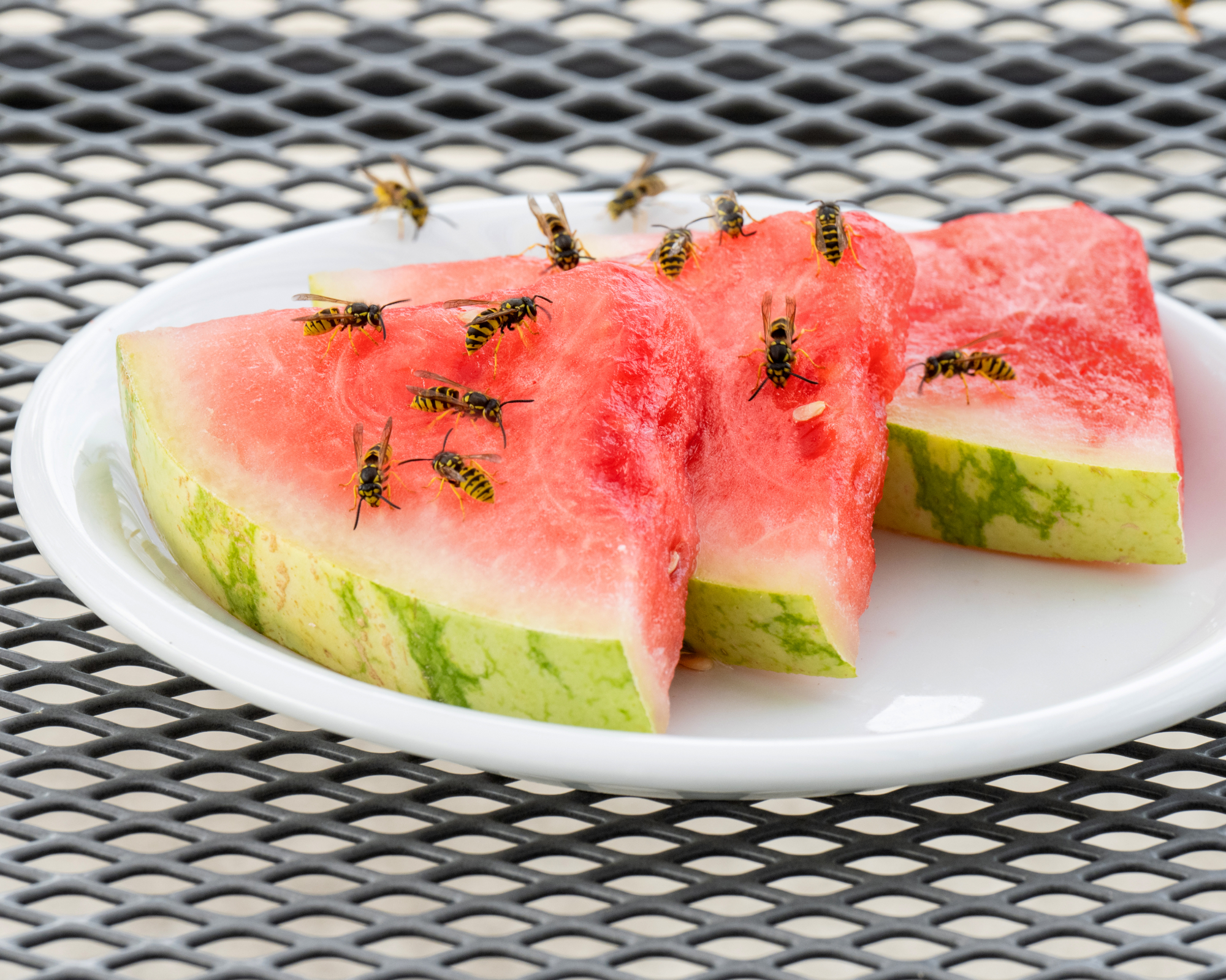Wasps on watermelon slices