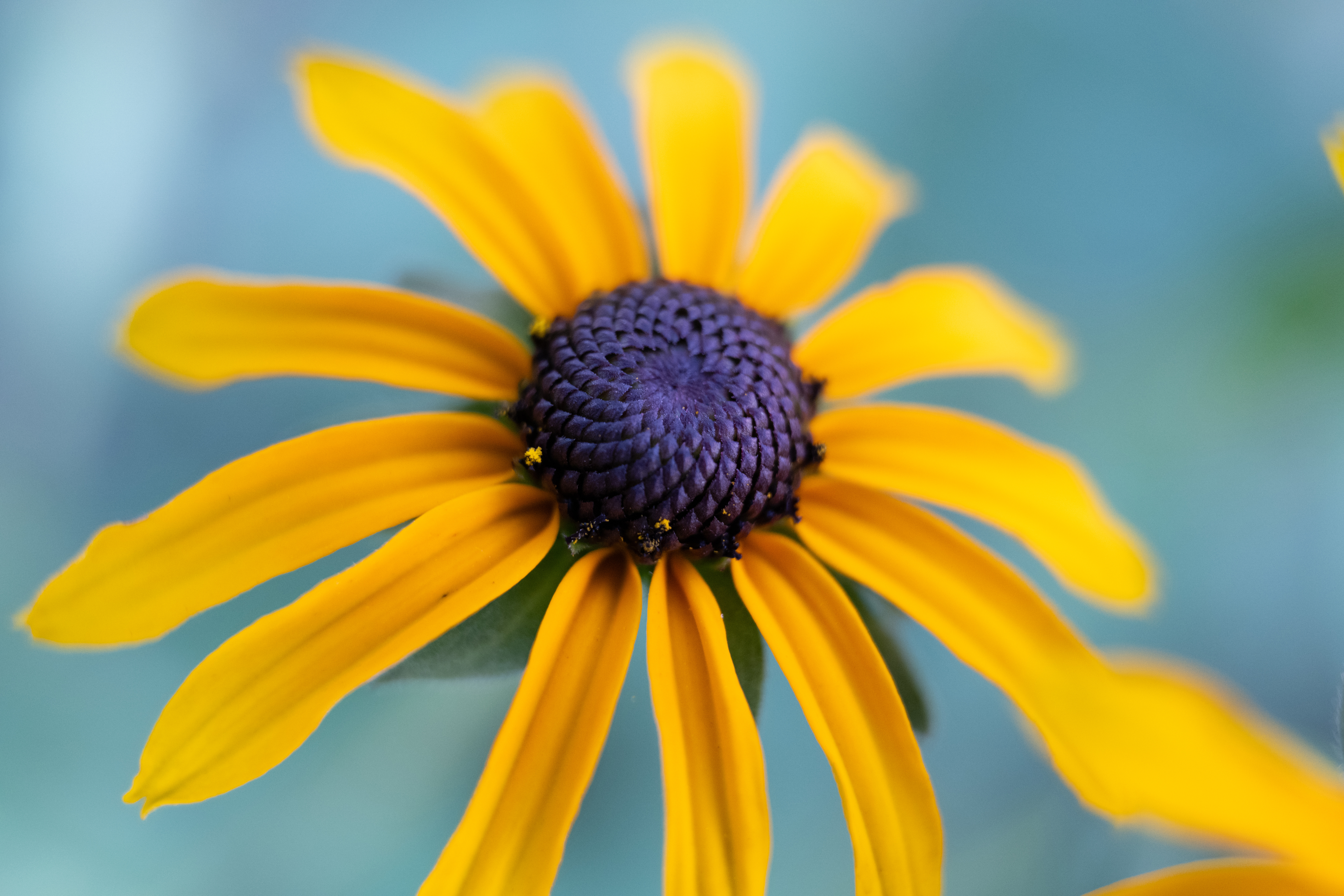 yellow flower against a blue background