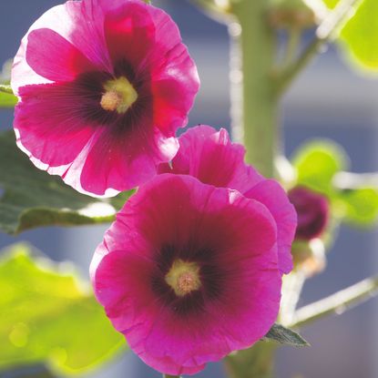 Closeup of pink hollyhocks