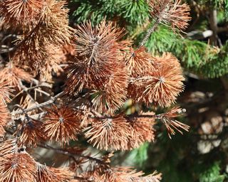 Pine tree with rust