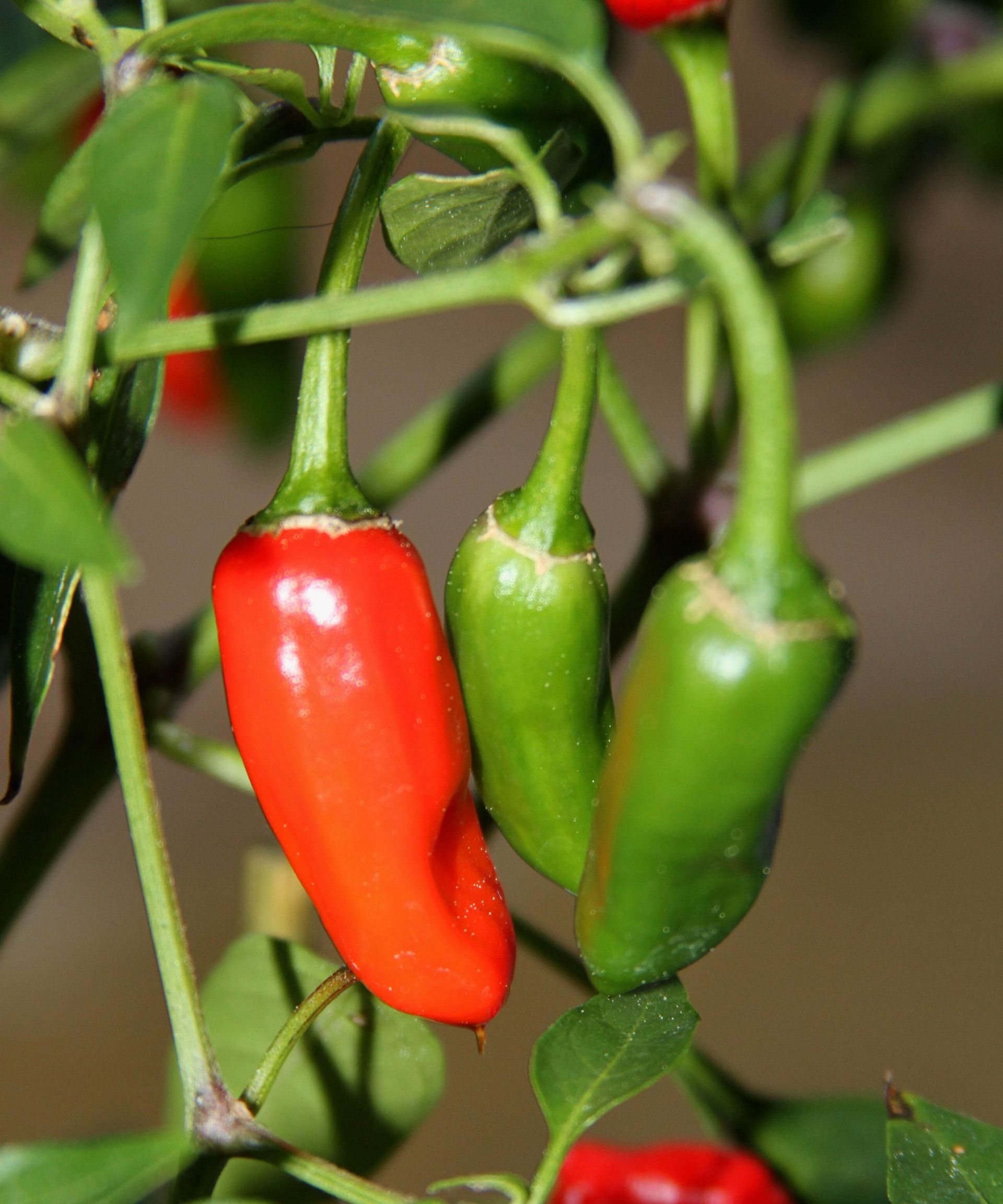 When To Pick Jalape O Peppers For Fantastic Fiery Flavors Homes