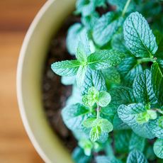 fresh potted mint plant 