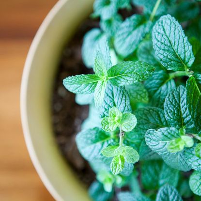 fresh potted mint plant