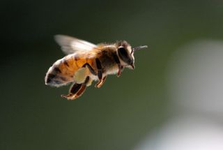 honeybee flies through the air.