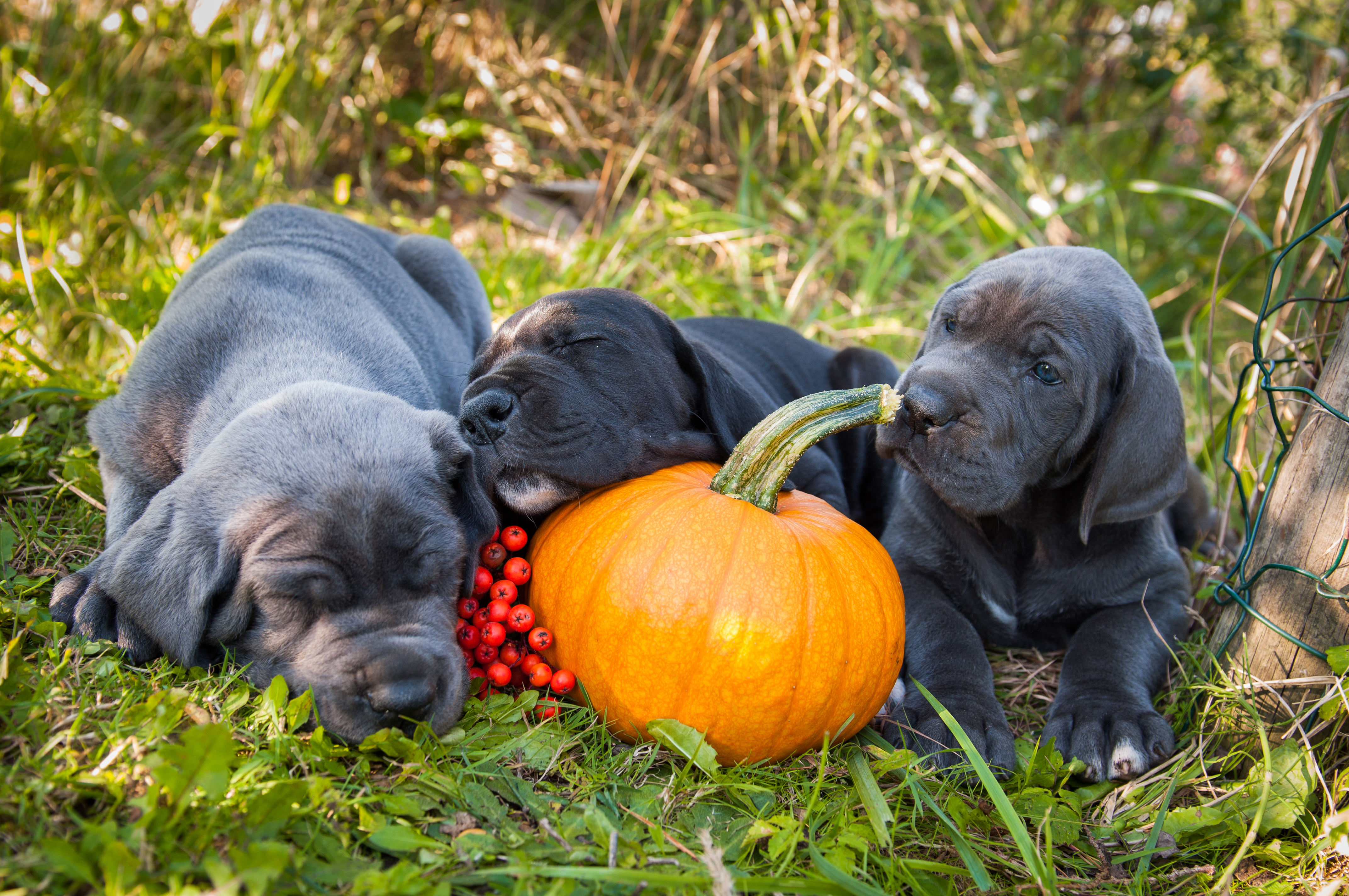 Three Great Dane puppies rest beside a small orange pumpkin outdoors — two asleep, one curiously sniffing the stem — surrounded by autumn grass and berries.