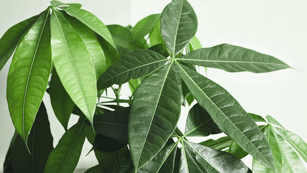 close-up of healthy money tree leaves