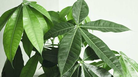 close-up of healthy money tree leaves