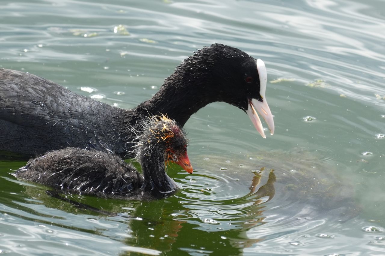 Adult coot swimming closely beside a fluffy chick on rippling water.