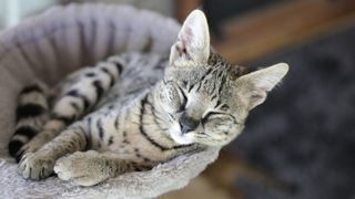 a sleeping, sliver cat that is striped and spotted, and looks like a wild cat