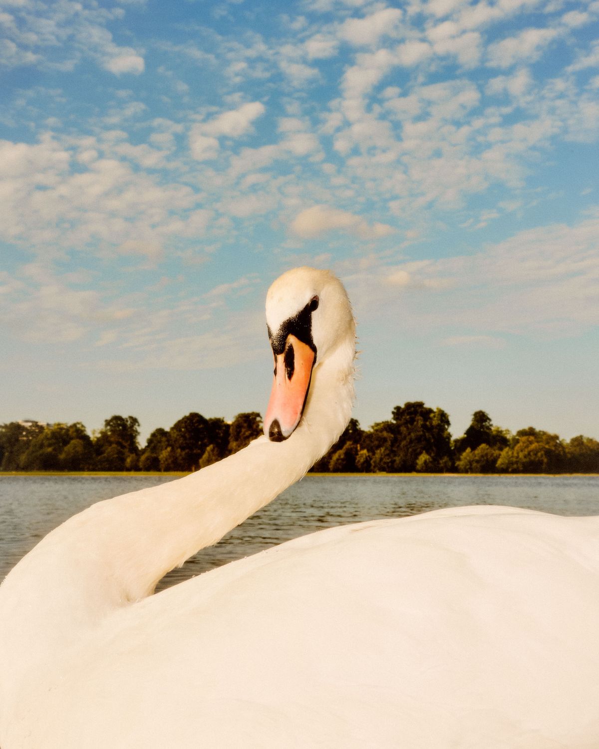 A swan in London