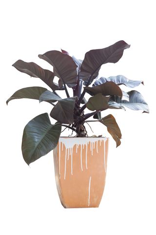 philodendron black cardinal in a pot