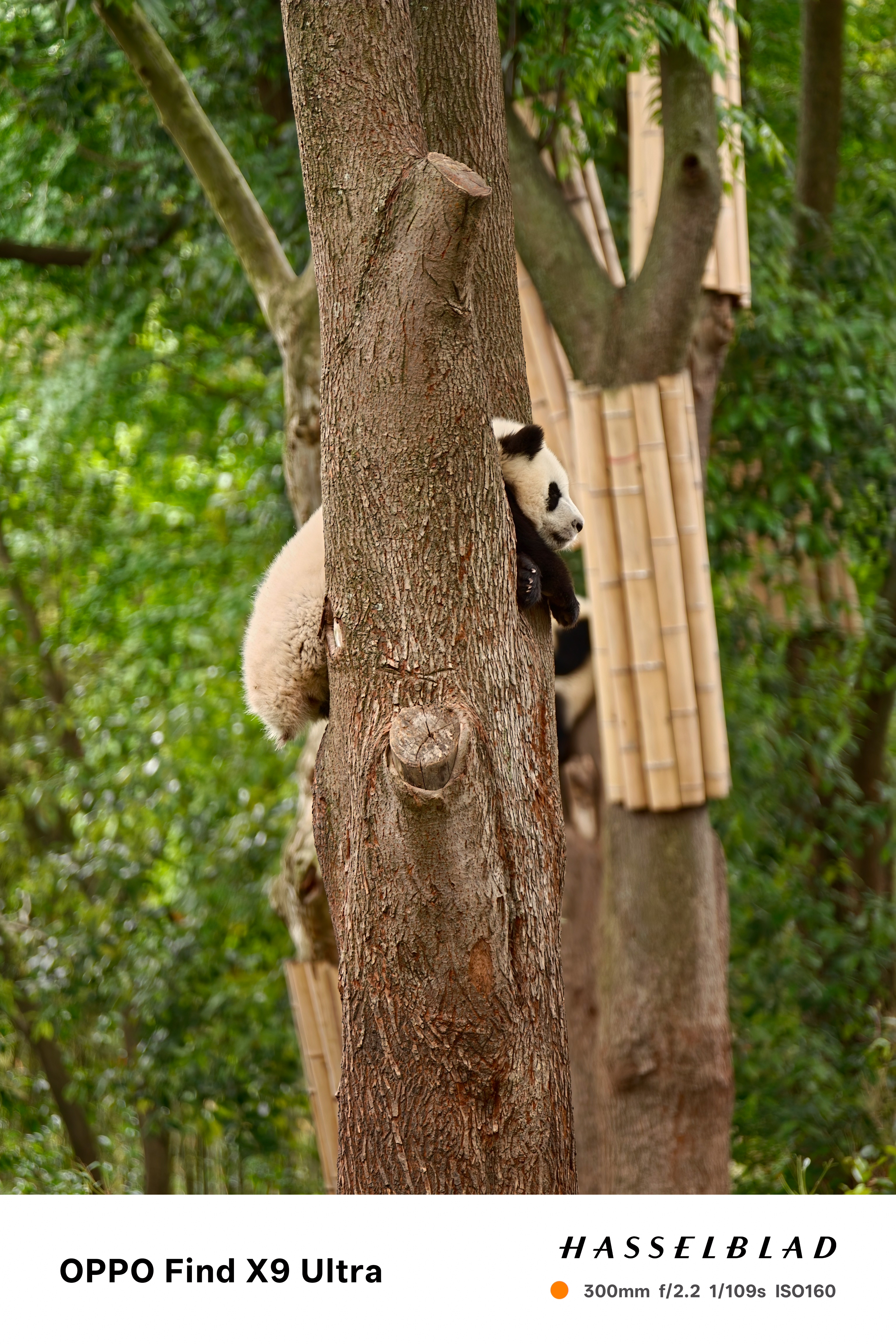 Giant panda climbing a tree trunk in a green wooded enclosure