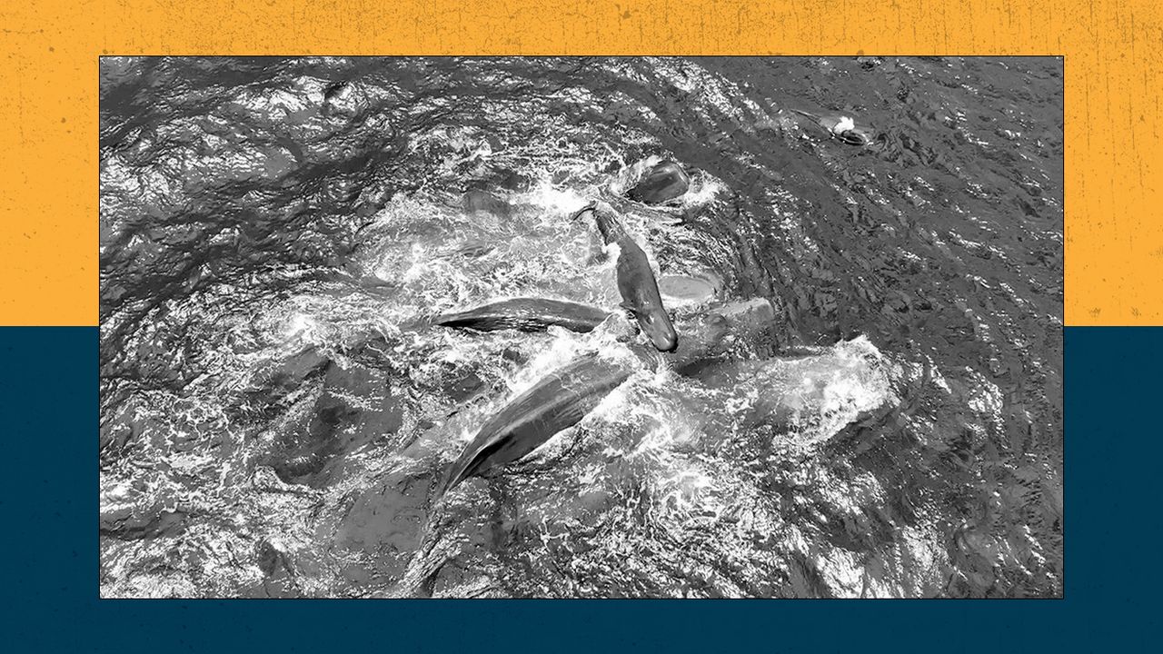 Live Science Today: Jaw-dropping first glimpse of sperm whale birth and how NASA is turning astronauts into test subjects