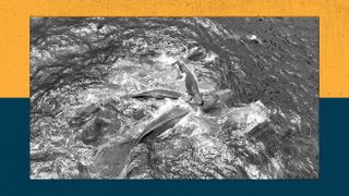 Sperm whales gather for the birth of a calf.