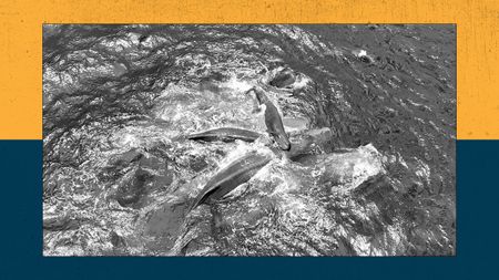 Sperm whales gather for the birth of a calf.