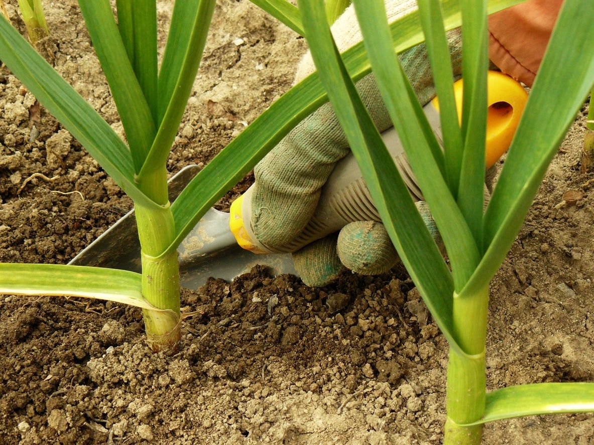 Gardener Shoveling Garlic Plants In The Garden