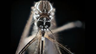 aedes aegypti mosquito