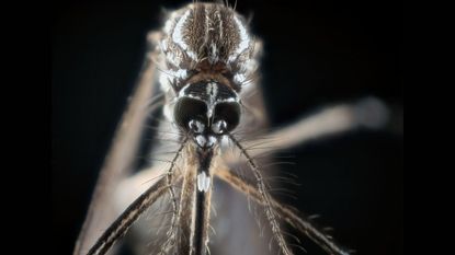 aedes aegypti mosquito