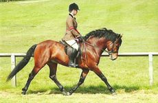 Chloe Chubb riding Warwick