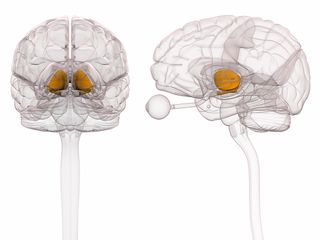 beeld van de thalamus van de hersenen.