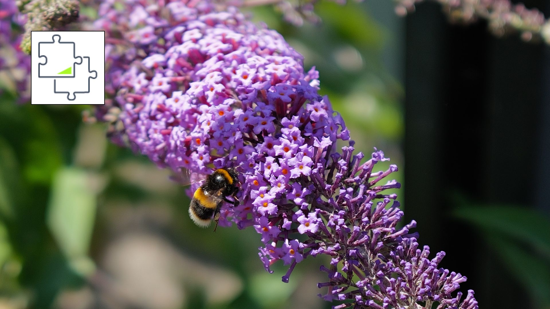 A photo of a Bee on a Flowering Lilac