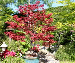 Red acer tree in a garden with green foliage