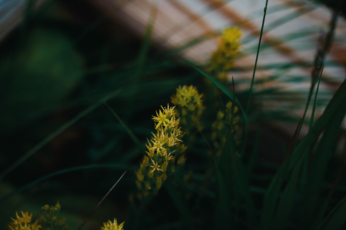 Image samples from the Sigma 50-120mm f/2.8 DC OS Contemporary