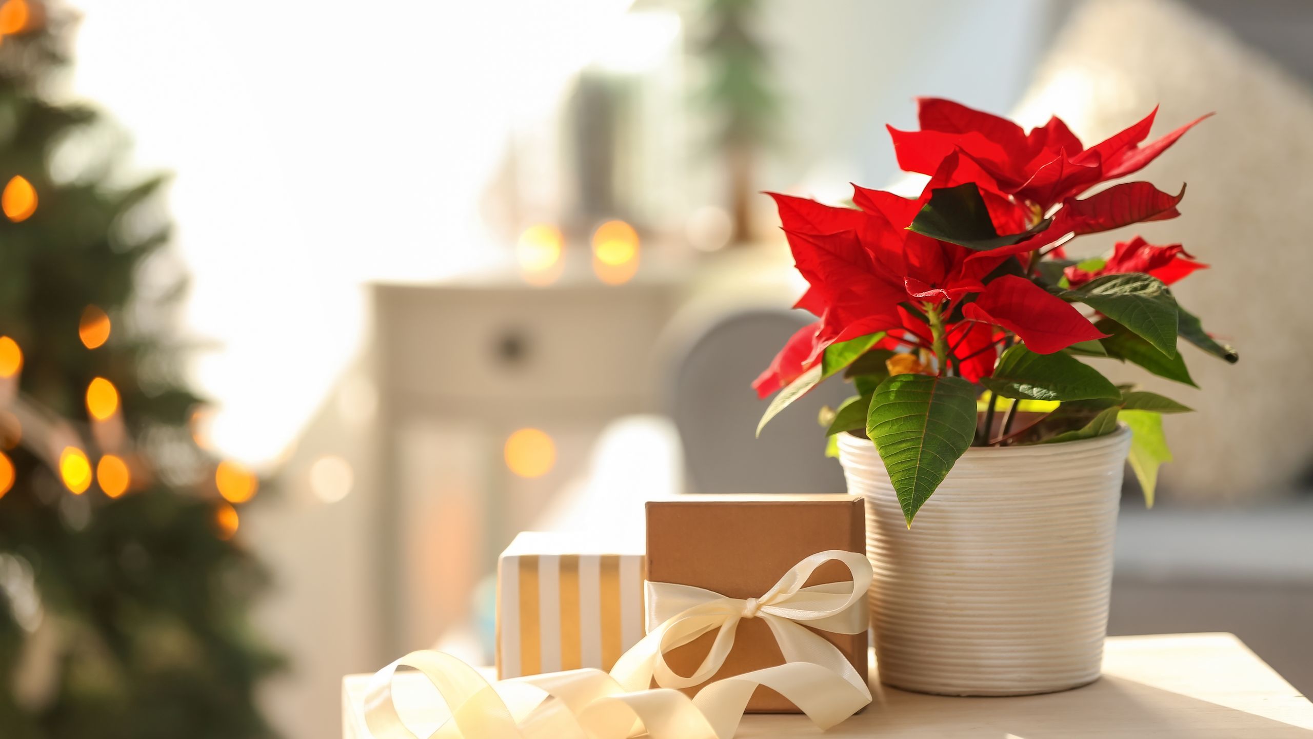 Elegant What To Do With Poinsettias After Christmas Pictures