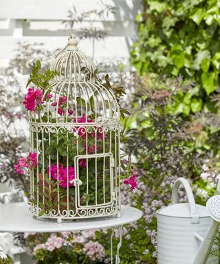 A pot of pink pelargoniums in a vintage birdcage on an outdoor table