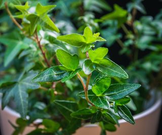 An english ivy houseplant