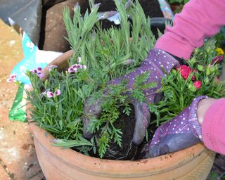spring garden jobs: Planting a summer container of lavender, dianthus and other summer flowers