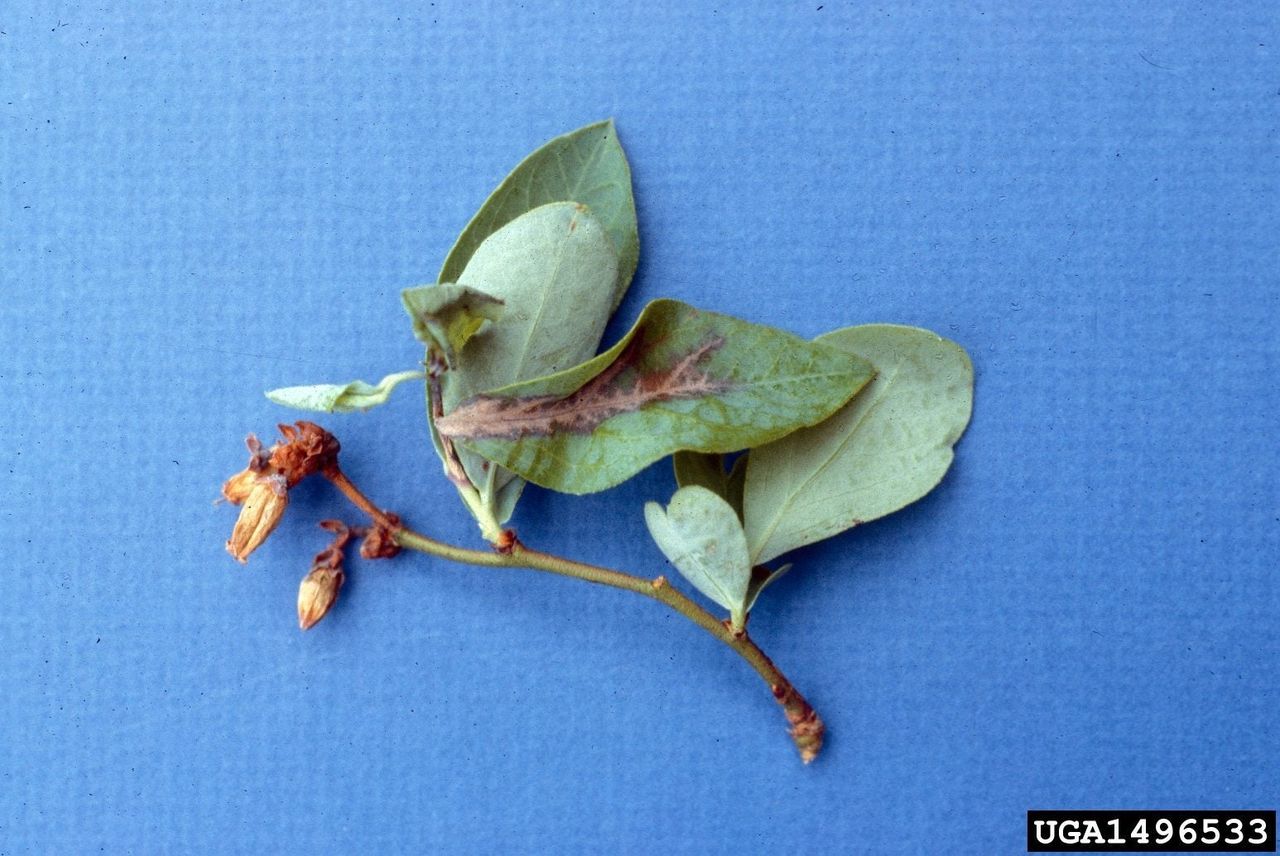 Mummy Berry Disease On Blueberry Plant