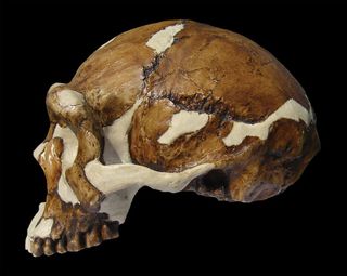 Homo erectus fossil from Zhoukoudian caves.