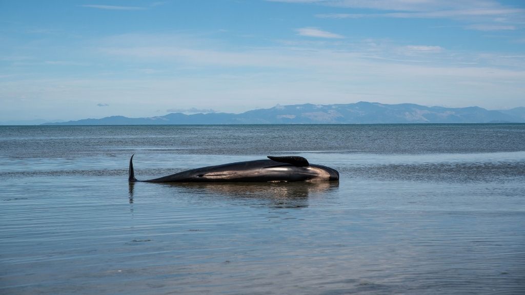 A dead whale in the shallow water at Farewell Spit on February 22, 2021 in Golden Bay, New Zealand.