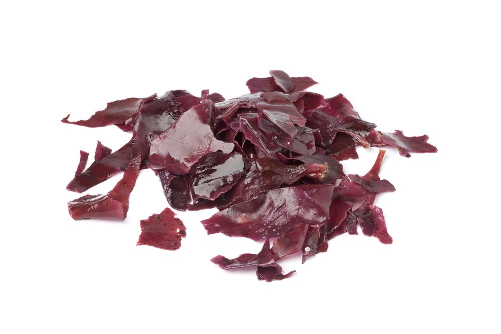 Leaves of dulse seaweed