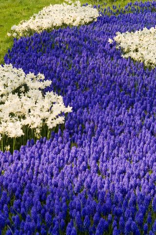 MUSCARI ARMENIACUM GRAPE HYACINTH PLANTED WITH NARCISSUS TOTO RHS GARDEN WISLEY. Image shot 04/2007. Exact date unknown.