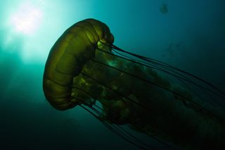 largest animals lion's mane jellyfish