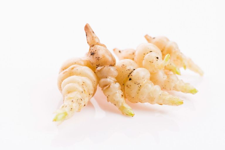 What Are Chinese Artichokes Chinese Artichoke Growing And Care