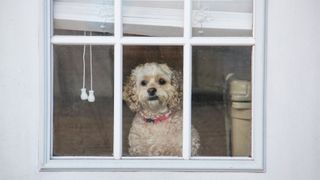 Dog looks out window with Venetian blinds