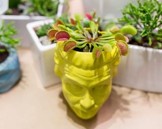 Dionaea muscipula in a stylish decorative flowerpot